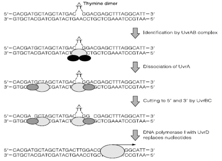 909_Nucleotide excision repair 1.png